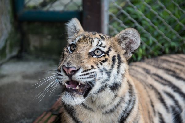 A Tiger Looking At Visitors