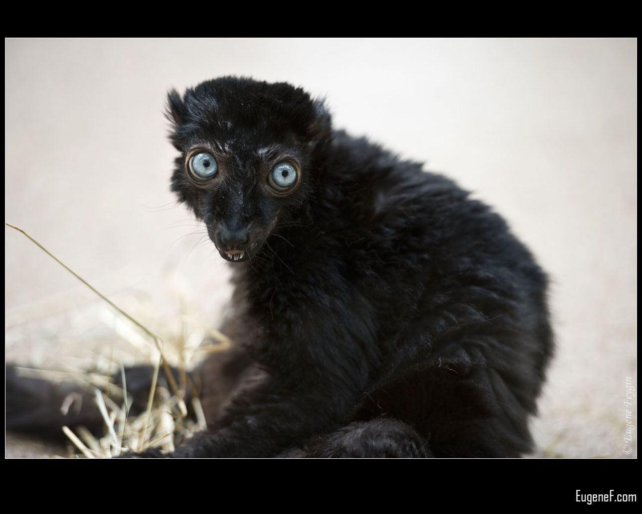 Black Lemur