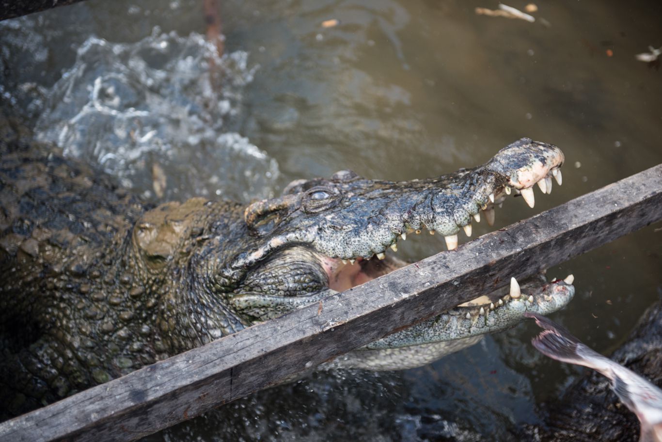 Closeup of Crocodile