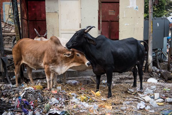 Cows Feeding on Road