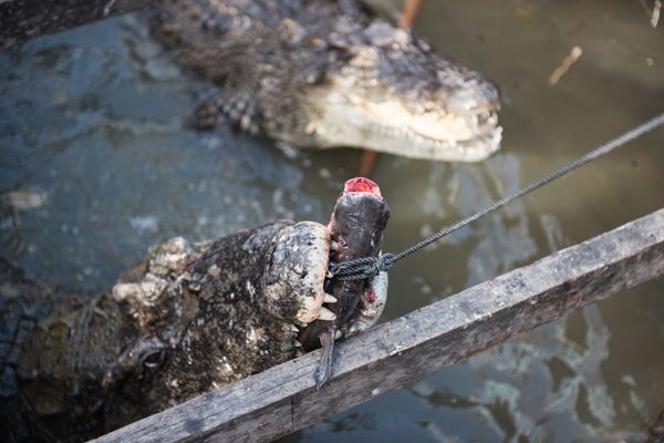 Crocodile Feeding on Fish