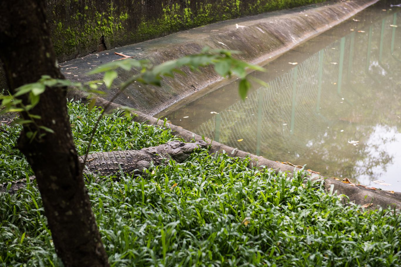 Crocodile in Neyyar Sanctuary