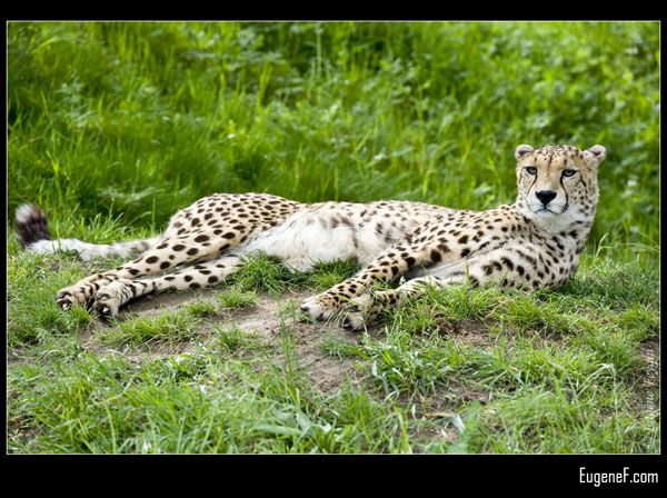 Laying Cheeta
