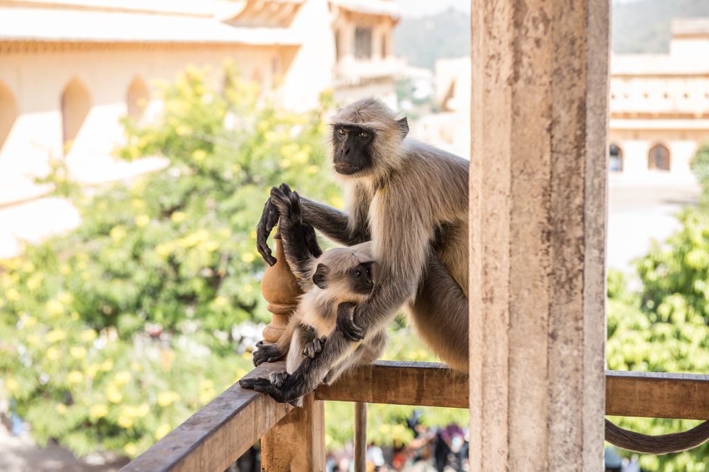 Monkey in Amber Fort