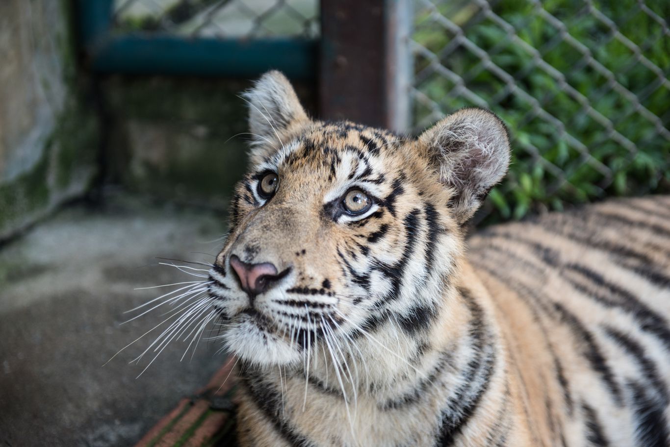 Tiger Kingdom in Chiang Mai (1)_3