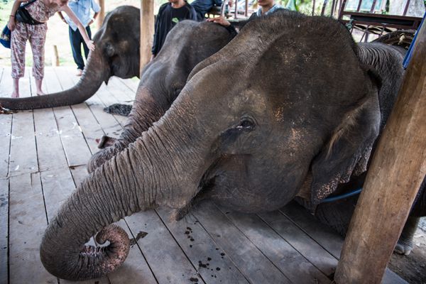 Tourists Visiting Elephants