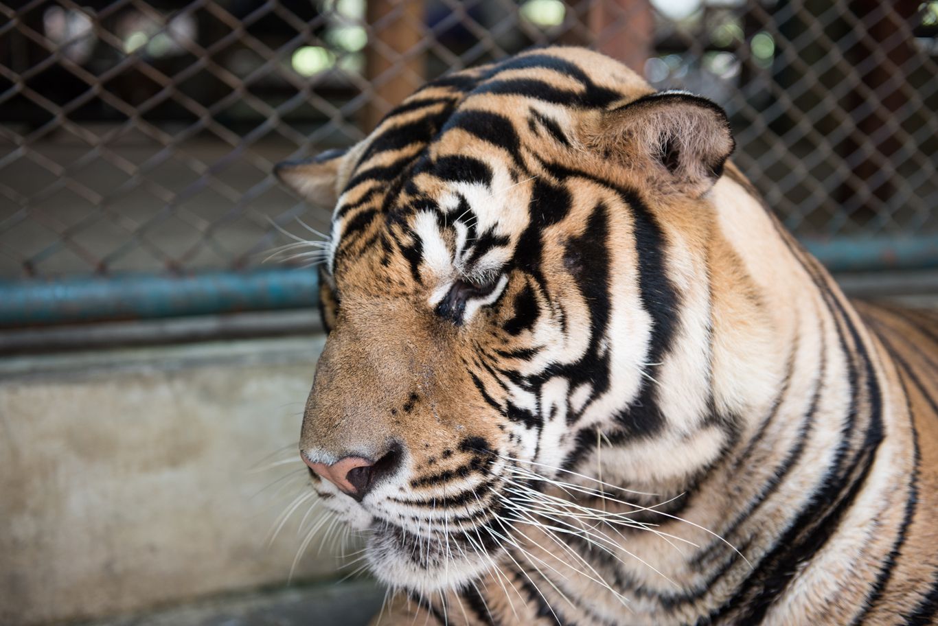 Watching Tigers in Tiger Kingdom