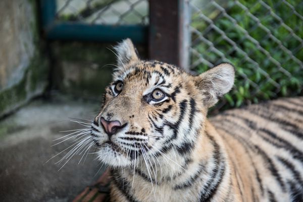 Wildcat in Tiger Kingdom