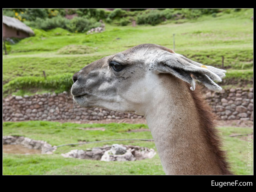llama close up 2