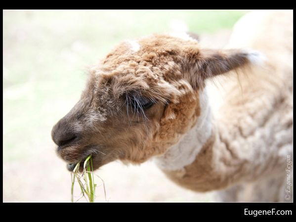 llama close up