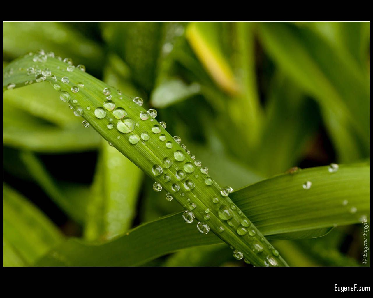 Crystal Droplets On Grass