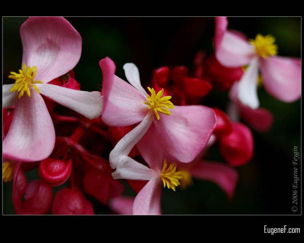 Pink Cane Begonia