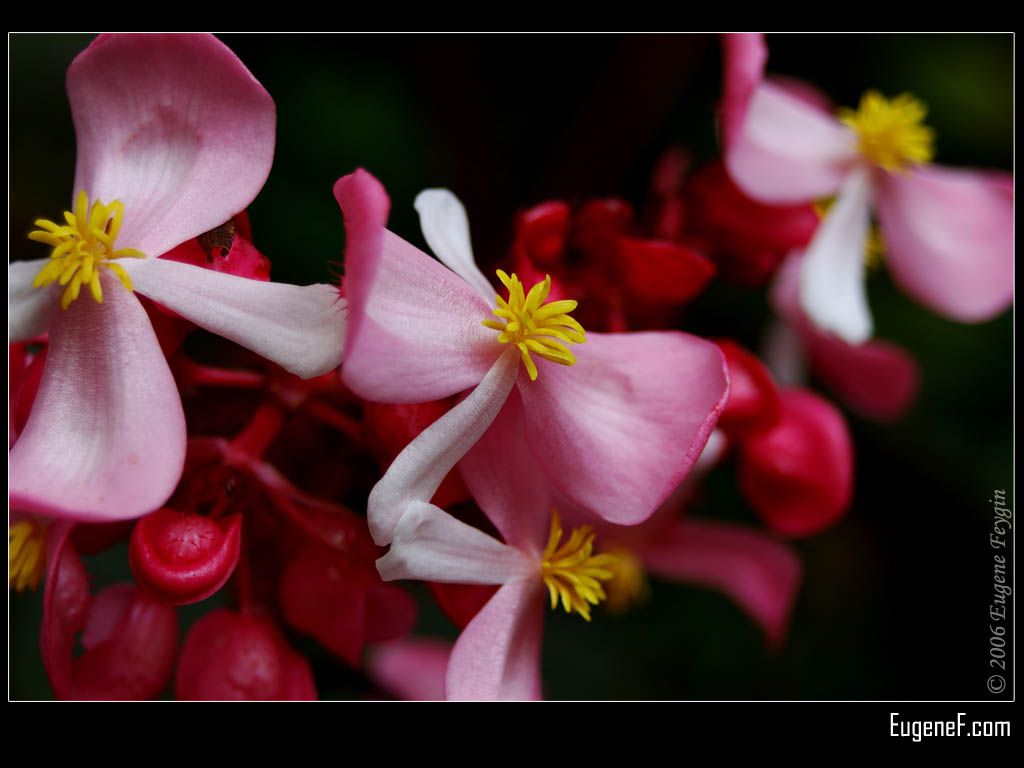 Pink Cane Begonia