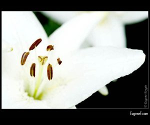 White Alstromeria Flower 