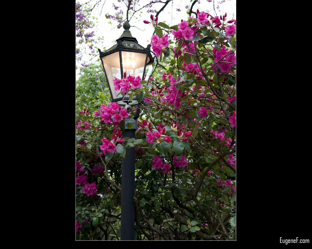 Lamp post in Freesia Flowers