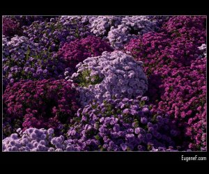 Purple Chrysanthemums