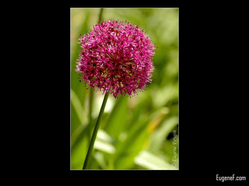 Purple Dandelion
