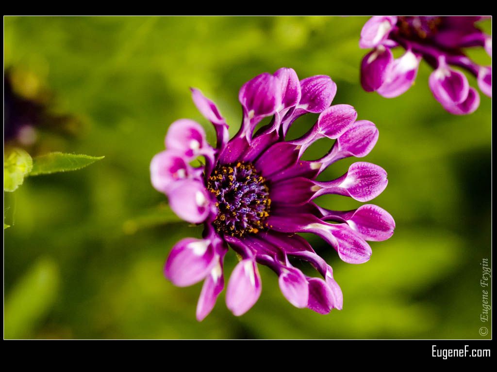 Purple Firework Flower