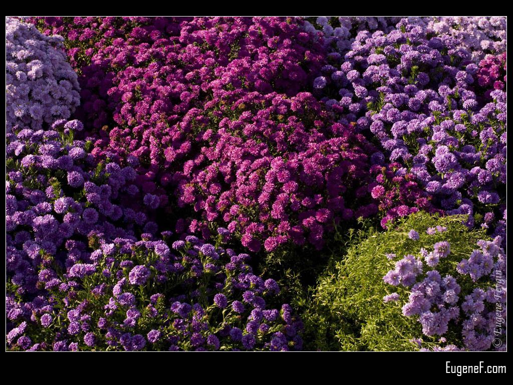 Violet and Purple Chrysanthemums 