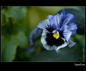 Blue Pansies Flower