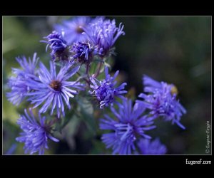 Macro Blue Chicory