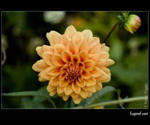 Orange Hydrangea