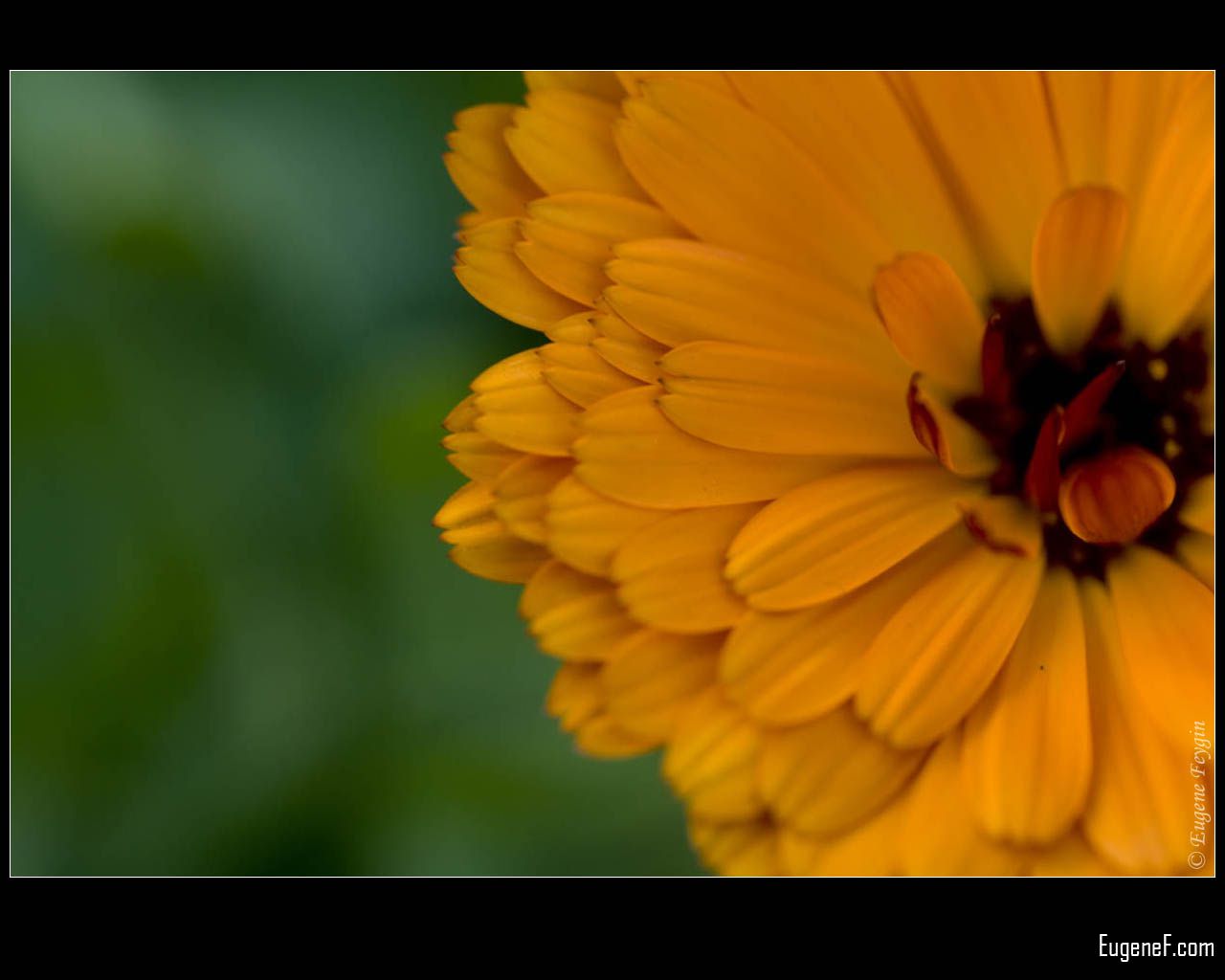 Orange Papaver Flower