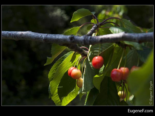 Red Wild Cherries