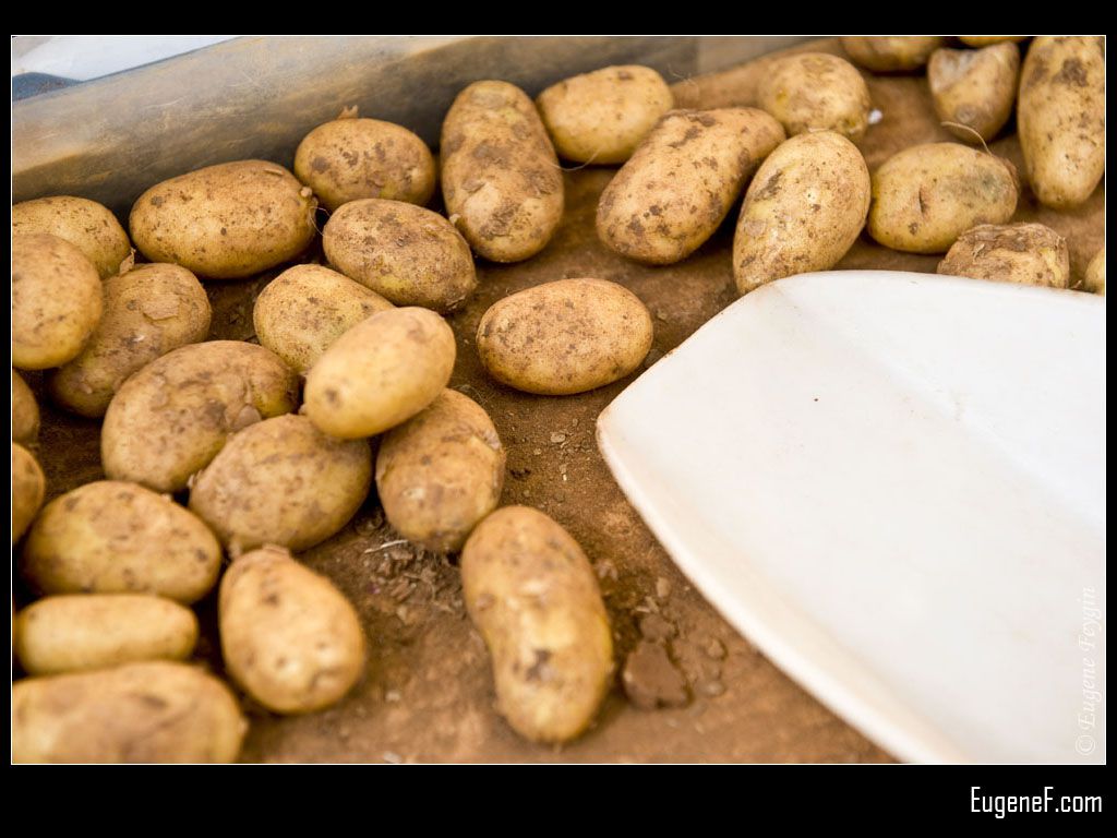 Farming Potatoes