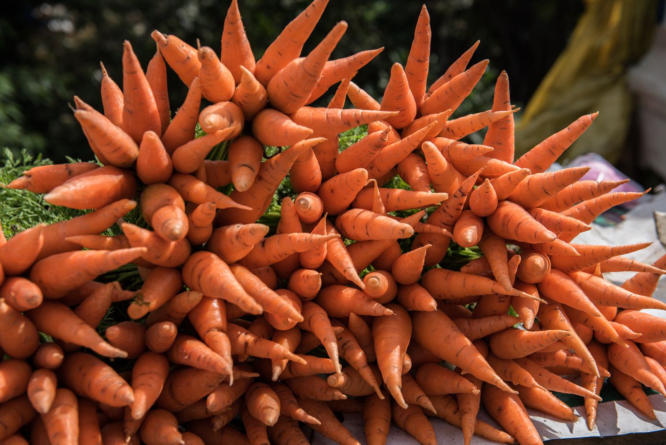 Fresh Carrots in Market