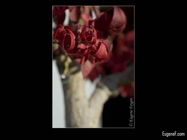 Bonsai Tree Red Leaves