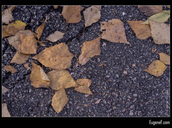 Fall Brown Leaves
