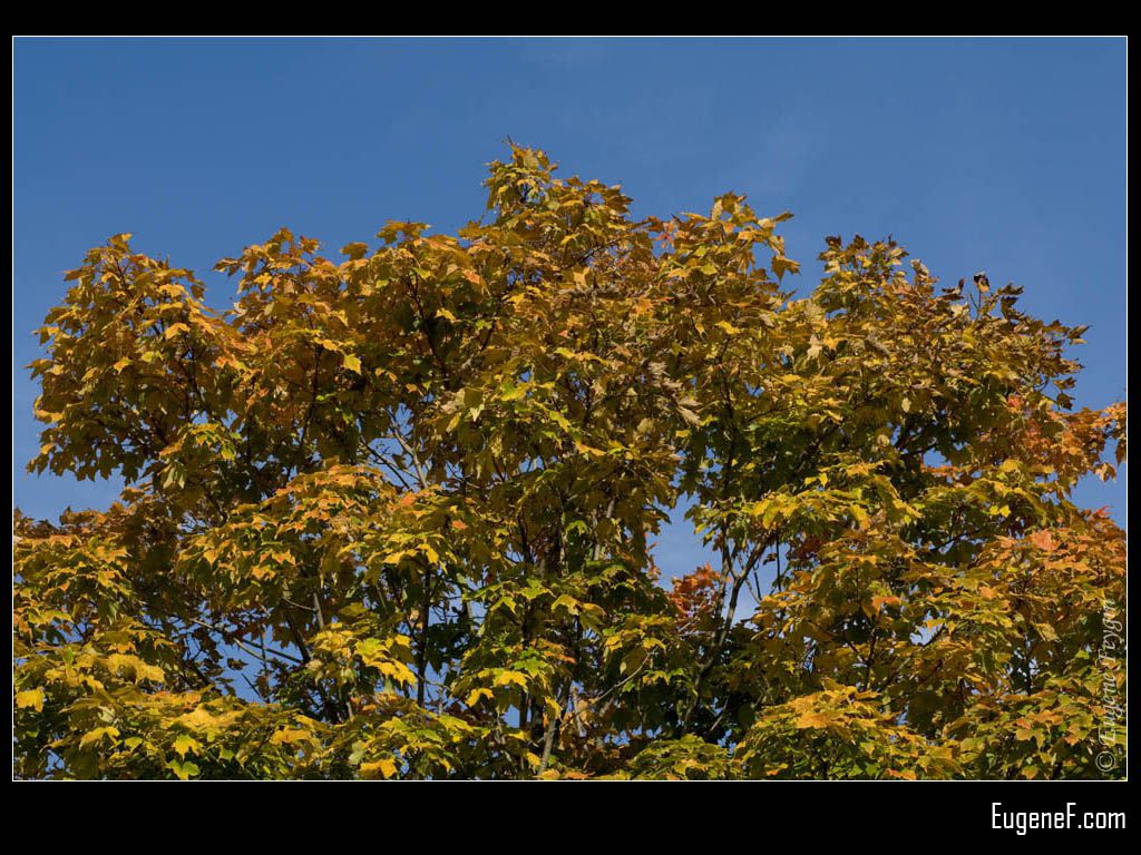 Fall Horizontal Tree