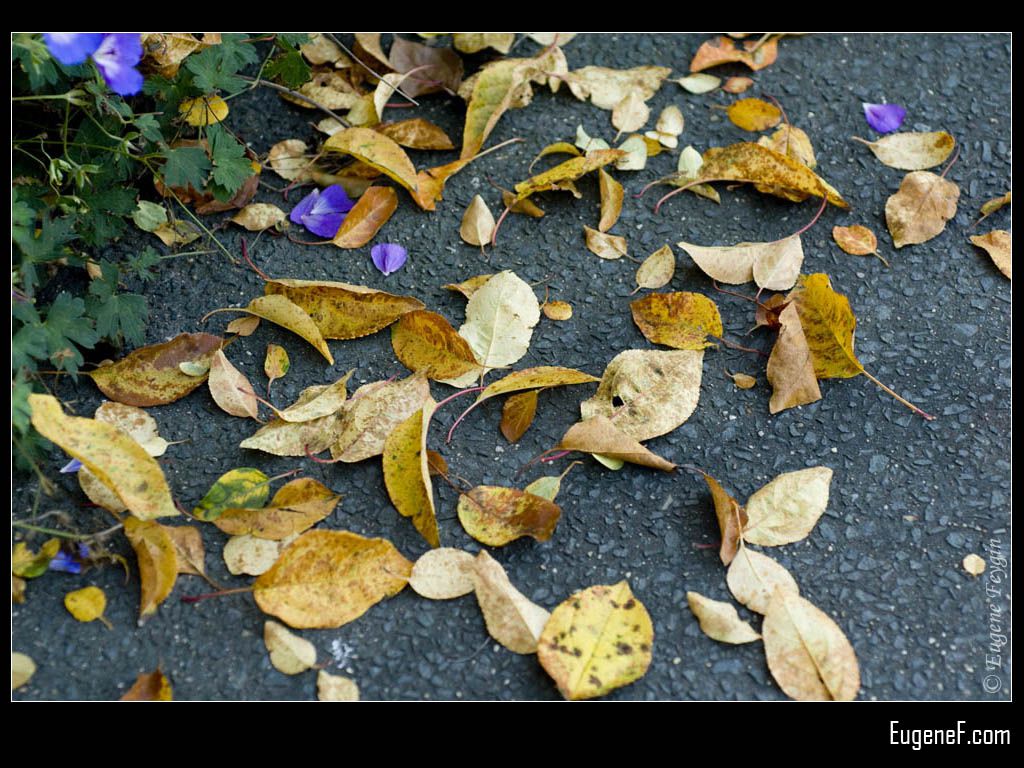 Fall Purple Leaves
