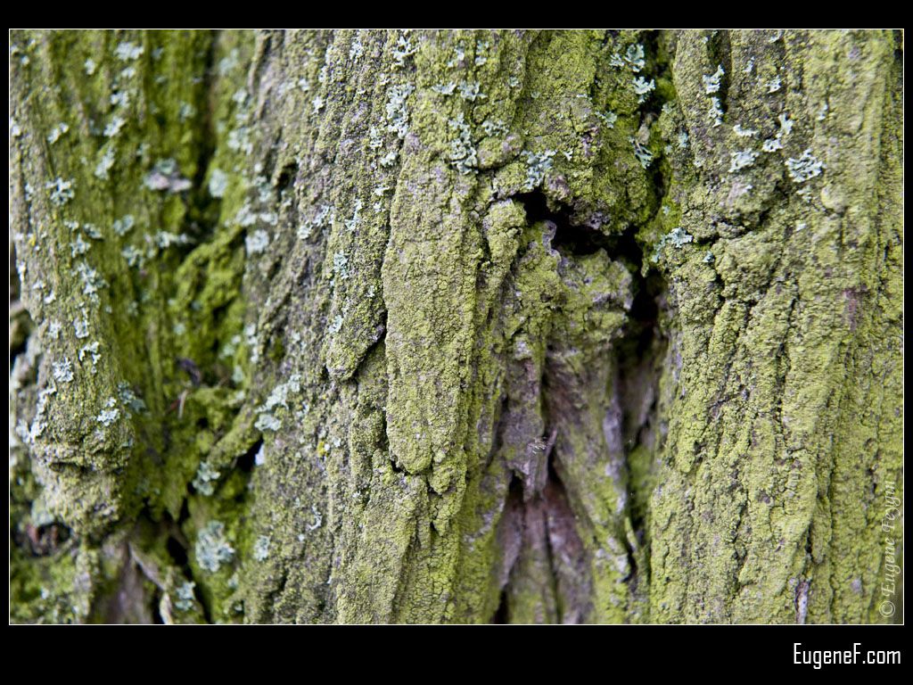 Green Tree Bark