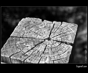 Split Wood Beam