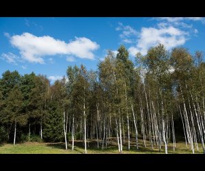Famous Osipovichi Forest