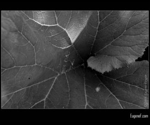 Spiraled Leaf